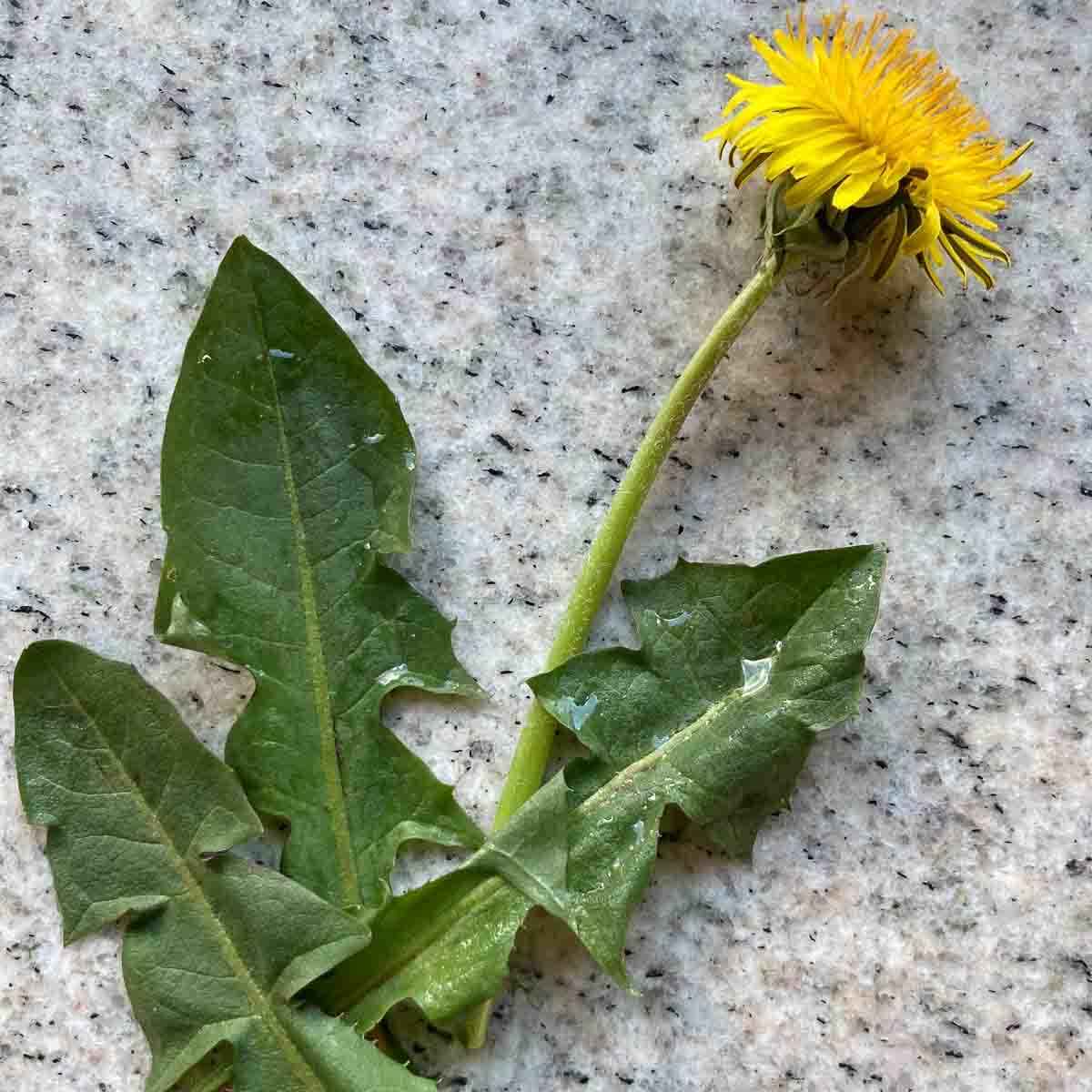 Löwenzahn Blätter und Blüte