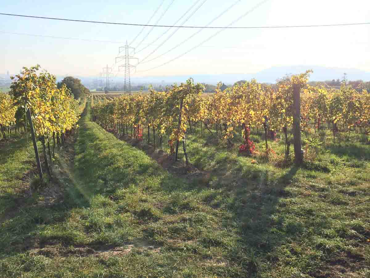 Wiener Weingärten / Viennese Vineyards