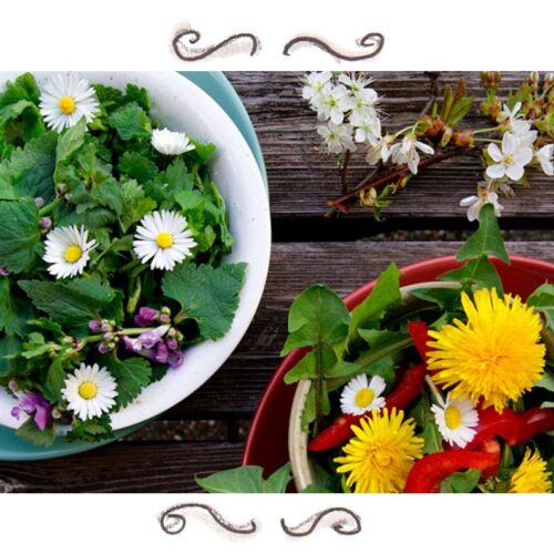 Wildkräutersalat