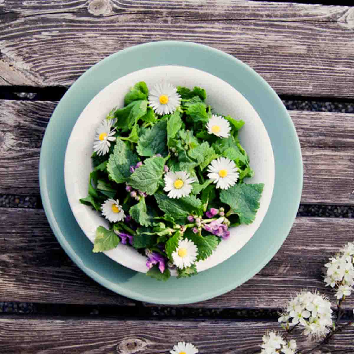 Wildkräutersalat Rezept mit Brennnesseln, Löwenzahn und Gänseblümchen