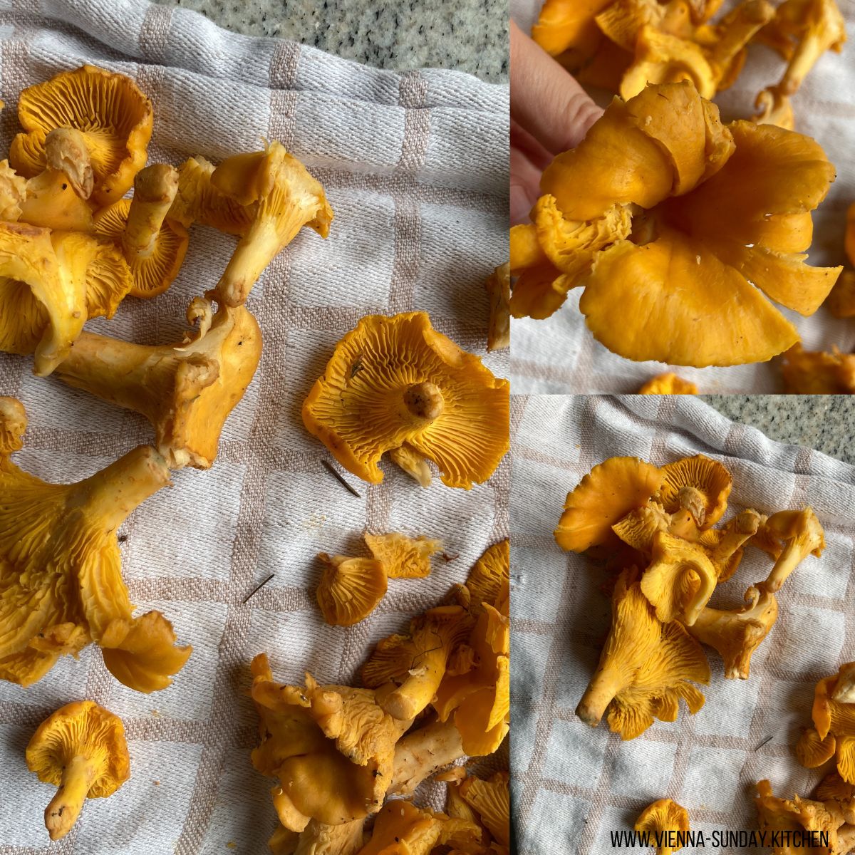 Eierschwammerl (Pfifferlinge) | yellow chanterelle mushrooms