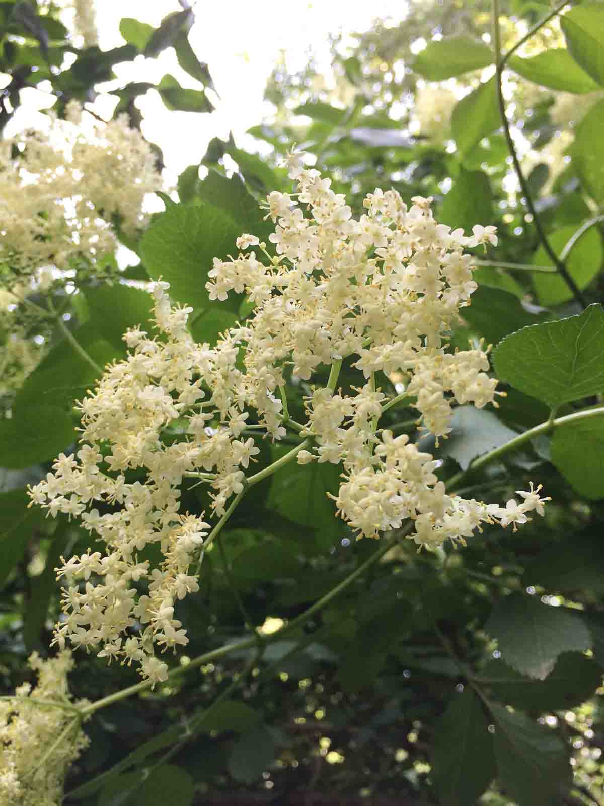 Holunderblüte an einem Strauch