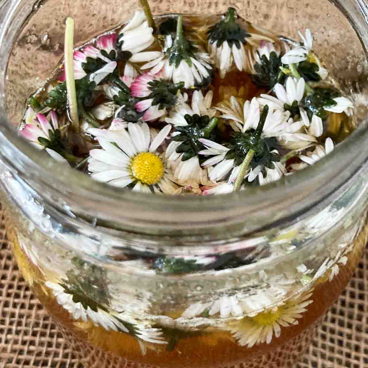 Oxymel mit Gänseblümchen