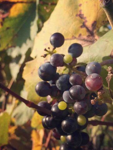 Viennese Wine Grapes