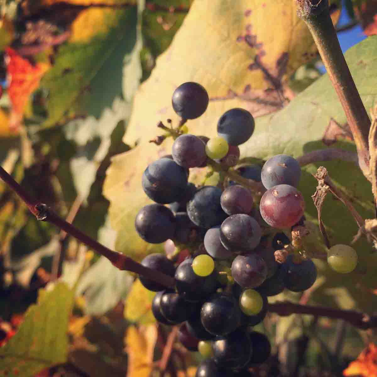 Viennese Wine Grapes