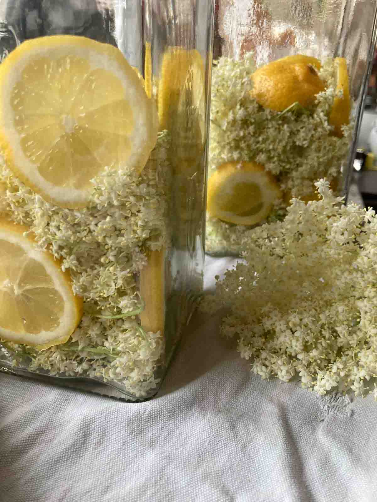 Holuderblüten und Zitronen in Behälter schichten