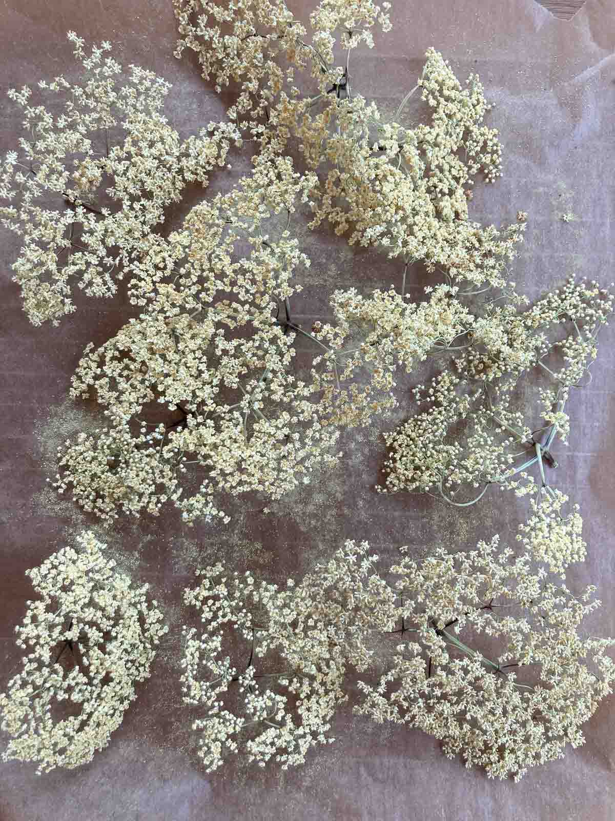 Elderflower Tea Holunderblüten Tee trocknen