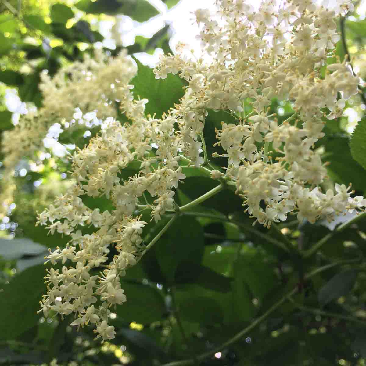 Schwarzer Holunder Blüte