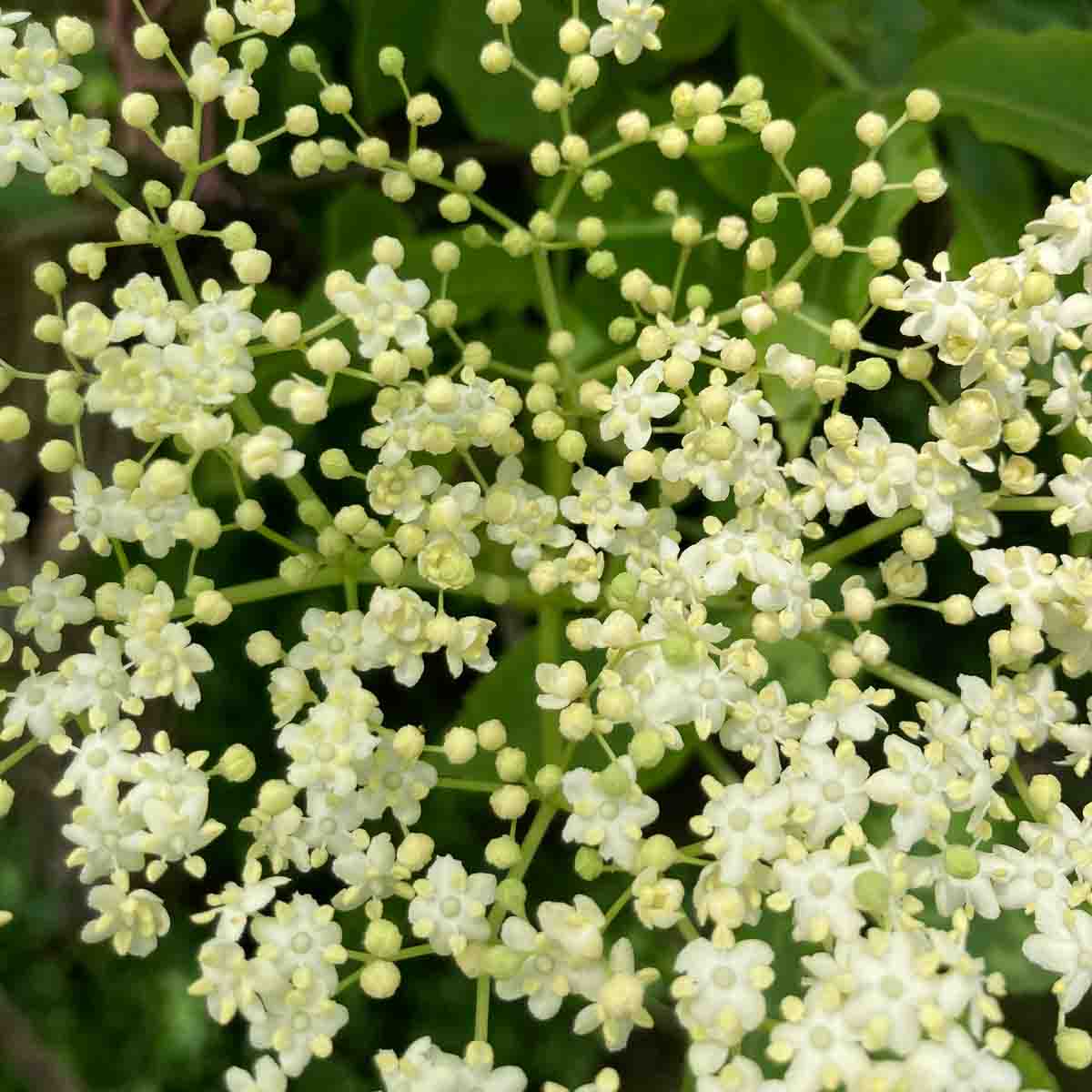 Holunderblüte, die noch nicht ganz aufgegangen ist