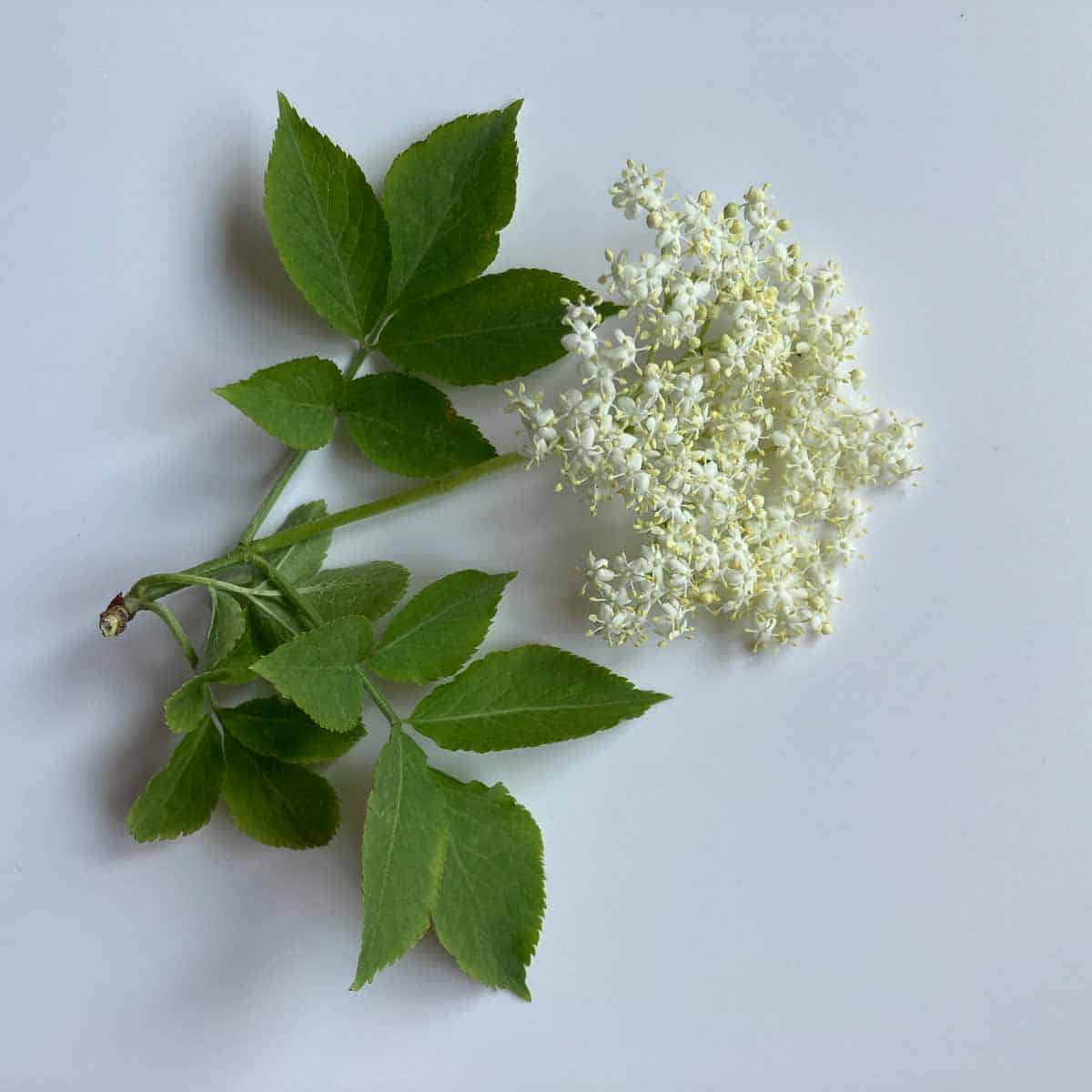 Holunder erkennen | Elderflower with leaves