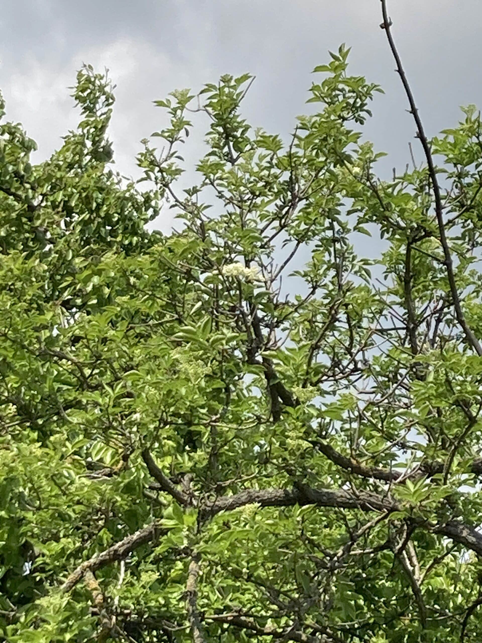Ausgewachsener Holunder Baum | Elderberry Tree (Sambucus nigra)