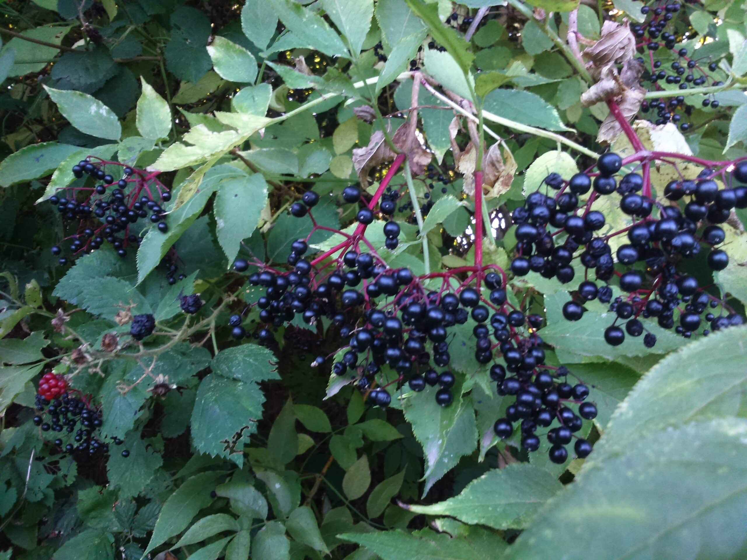 Reife Holunderbeeren am Strauch | ripe elderberries